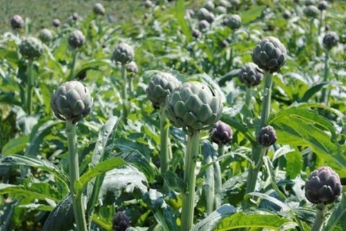 林同——美景圣地（组图） ảnh 10