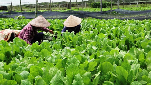 胡志明市发挥城市农业的优势 ảnh 1 胡志明市发挥城市农业的优势 ảnh 1