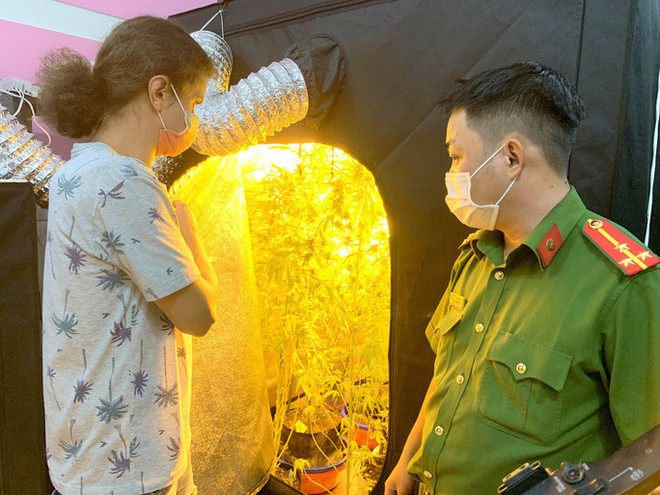 平顺省人民检察院对一名非法种植和持有大麻的外国人提起公诉 ảnh 1 平顺省人民检察院对一名非法种植和持有大麻的外国人提起公诉 ảnh 1