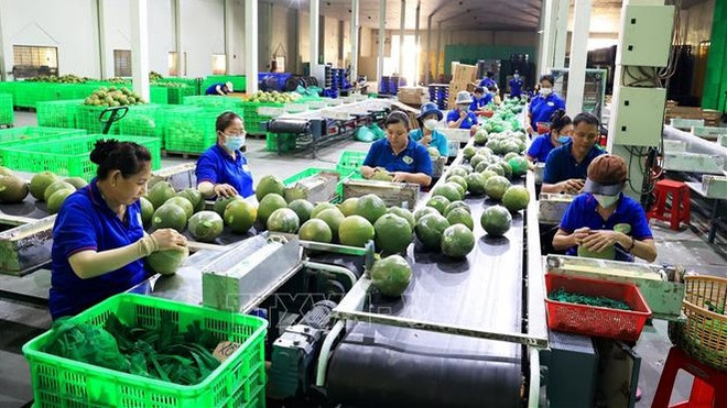 预期2023年最后两个月果蔬出口额可达12亿美元 ảnh 1 预期2023年最后两个月果蔬出口额可达12亿美元 ảnh 1