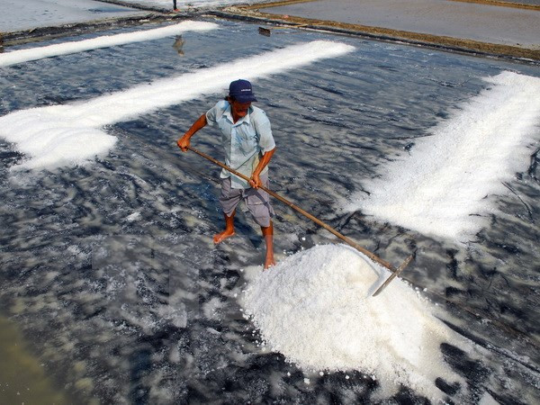 越南政府副总理王廷惠指导2016年海盐购储工作 ảnh 1 越南政府副总理王廷惠指导2016年海盐购储工作 ảnh 1