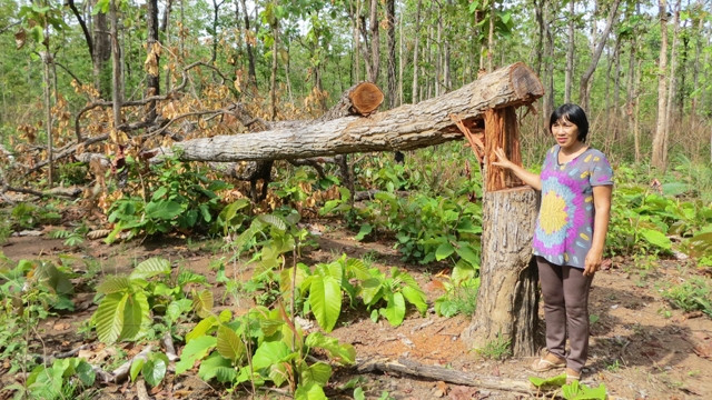 逾8.9万亿越盾投入恢复与发展西原地区森林 ảnh 1 逾8.9万亿越盾投入恢复与发展西原地区森林 ảnh 1