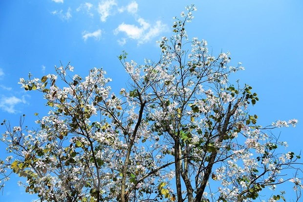 人间三月芳菲尽 羊蹄甲花始盛开 ảnh 1 人间三月芳菲尽 羊蹄甲花始盛开 ảnh 1