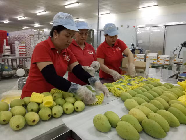 美国允许进口越南新鲜芒果 ảnh 1