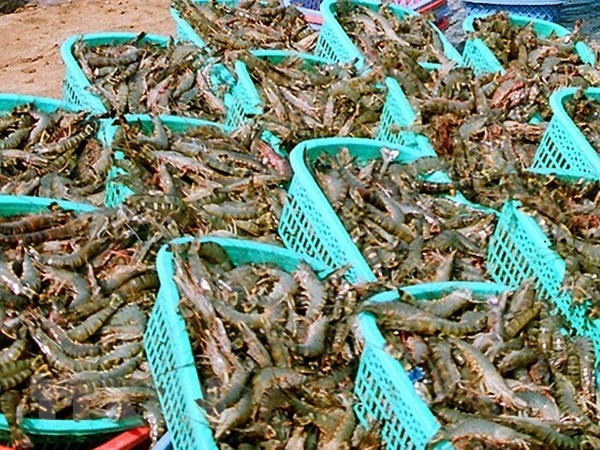 茶荣省多措并举提高虾类产量和质量 ảnh 2