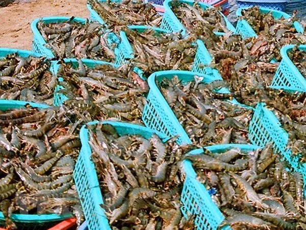 茶荣省多措并举提高虾类产量和质量 ảnh 2