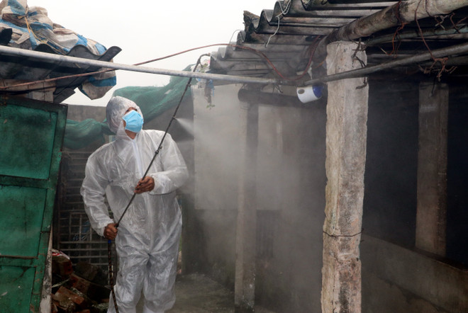 越南各地严查市场 抓好非洲猪瘟疫情防控工作 ảnh 1