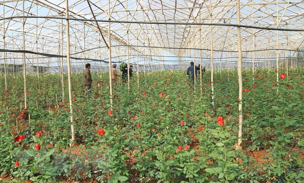 Langbiang山脚下的玫瑰富翁 ảnh 1