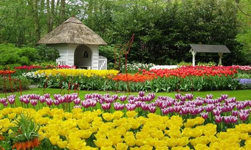 2017年第七届大叻花卉节将于12月底在林同省举行 ảnh 1 2017年第七届大叻花卉节将于12月底在林同省举行 ảnh 1