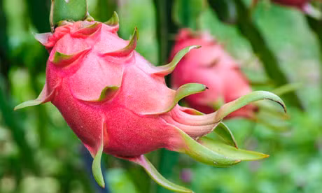 越南首批新鲜火龙果在西澳大利亚州上市 ảnh 1