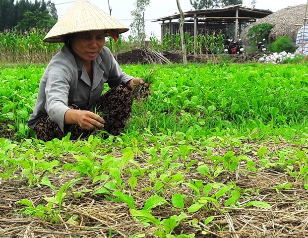 清化省下拨90万美元 协助农民恢复灾后生产 ảnh 1 清化省下拨90万美元 协助农民恢复灾后生产 ảnh 1