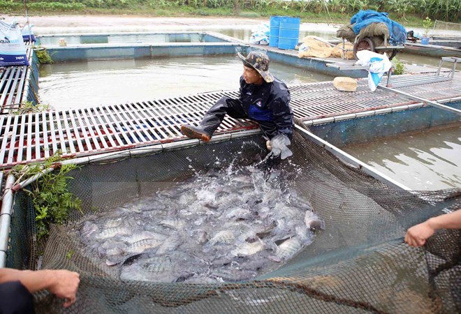 越南芹苴市与巴西马拉尼昂州加强水稻生产研究和水产养殖领域合作 ảnh 1 越南芹苴市与巴西马拉尼昂州加强水稻生产研究和水产养殖领域合作 ảnh 1