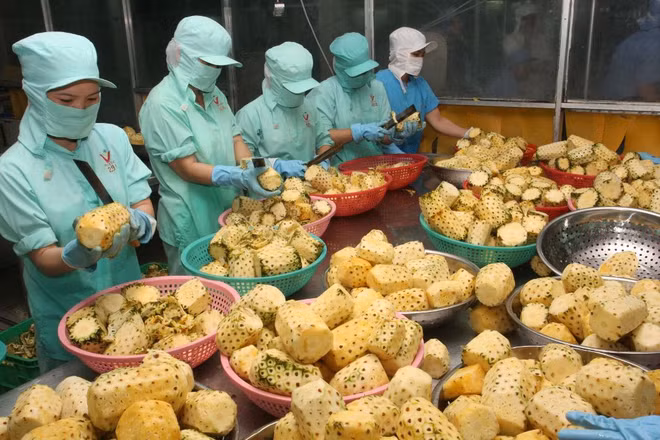 为越南农产品进军中东市场铺路 ảnh 1 为越南农产品进军中东市场铺路 ảnh 1