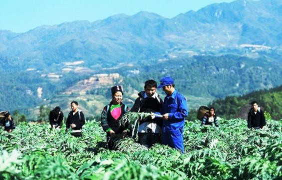药材种植模式帮助广平省山区农民脱贫致富 ảnh 2 药材种植模式帮助广平省山区农民脱贫致富 ảnh 2