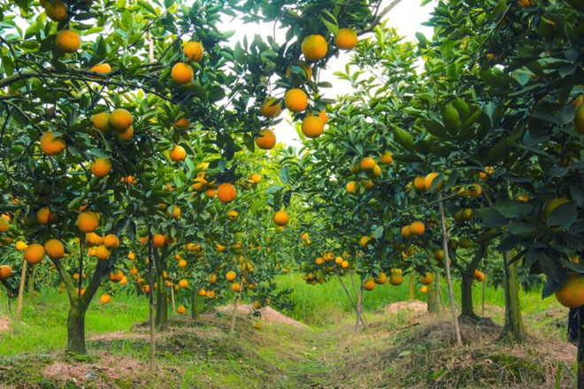 甜如蜜的兴安橙子 ảnh 1