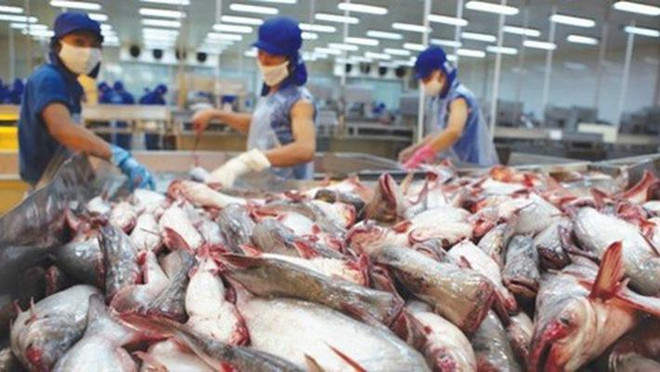 九龙江三角洲地区各省市探讨进一步促进查鱼出口的措施 ảnh 3 九龙江三角洲地区各省市探讨进一步促进查鱼出口的措施 ảnh 3