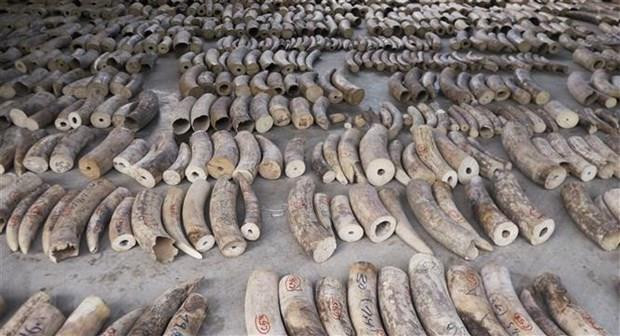 新加坡将从2021年起全面禁止国内象牙制品交易 ảnh 1 新加坡将从2021年起全面禁止国内象牙制品交易 ảnh 1