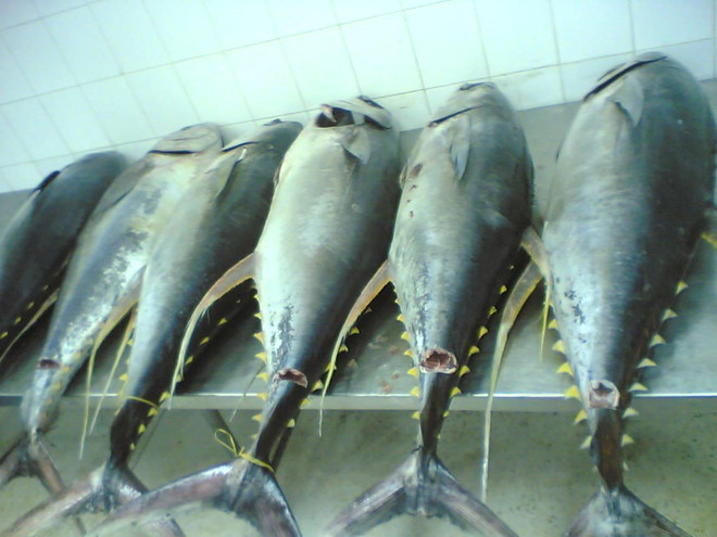  越南金枪鱼向意大利出口急剧上升 ảnh 1