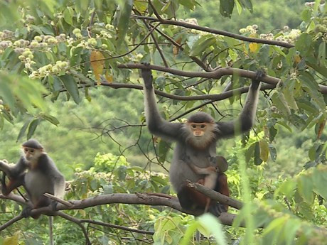 岘港市为红腿白臀叶猴提供更好的生存环境 ảnh 1 岘港市为红腿白臀叶猴提供更好的生存环境 ảnh 1