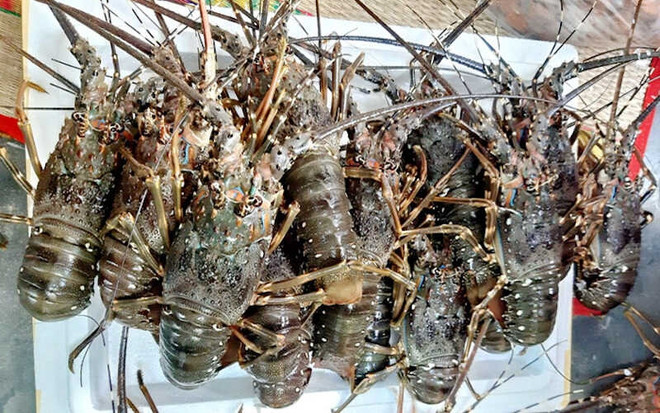 中国是越南龙虾最大的出口市场 ảnh 1 中国是越南龙虾最大的出口市场 ảnh 1