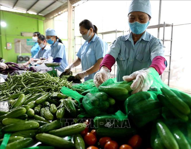 2021年前4月越南农林水产品出口额增长24%以上 ảnh 1 2021年前4月越南农林水产品出口额增长24%以上 ảnh 1