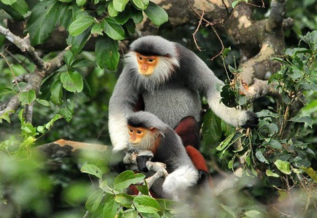 将一只白臀叶猴放归大自然 ảnh 1 将一只白臀叶猴放归大自然 ảnh 1