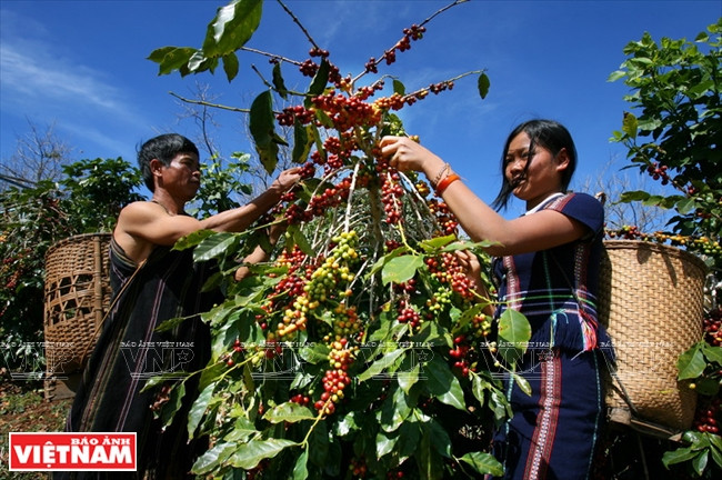 西原——越南农业商品生产大基地 ảnh 3