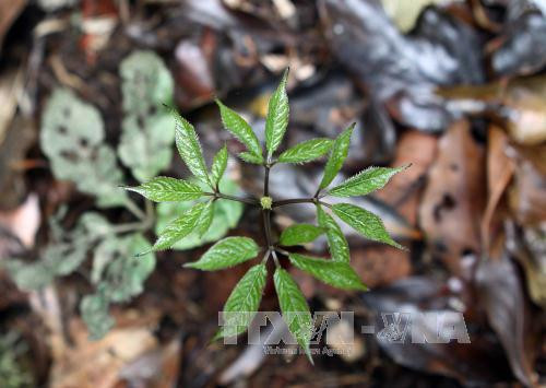 广南省首次举行玉玲山人参文化节 努力对外推广该省重要药材 ảnh 2