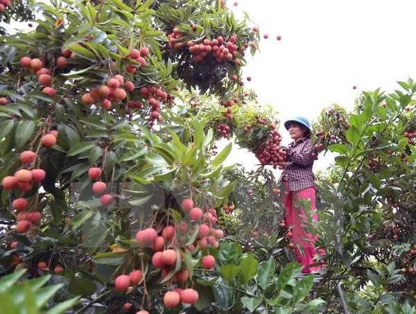 2017 年北江省陆岸荔枝周在河内举行 ảnh 1 2017 年北江省陆岸荔枝周在河内举行 ảnh 1