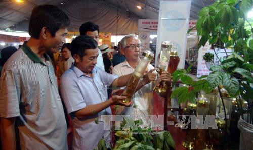 广南省首次举行玉玲山人参文化节 努力对外推广该省重要药材 ảnh 1