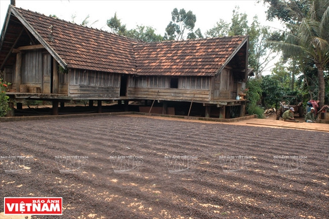 西原——越南农业商品生产大基地 ảnh 4