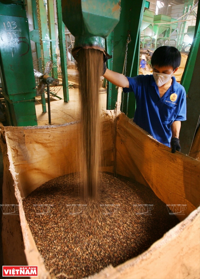 西原——越南农业商品生产大基地 ảnh 5