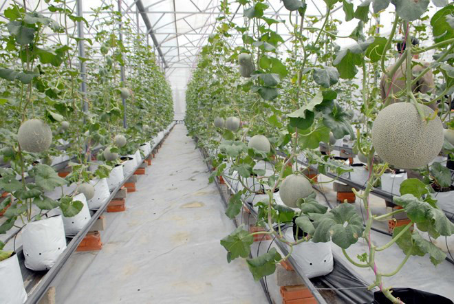 农产品是同奈省内资企业的主要出口商品 ảnh 1