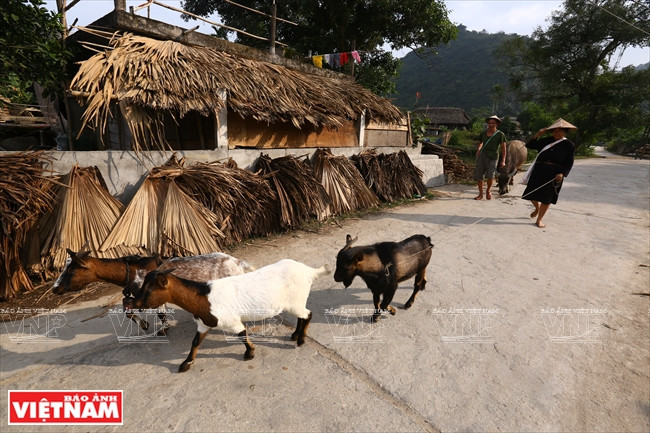河江市的草屋村——国内外游客的有趣旅游点 ảnh 16 河江市的草屋村——国内外游客的有趣旅游点 ảnh 16