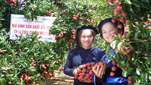 越南荔枝大力进军中国市场 ảnh 1 越南荔枝大力进军中国市场 ảnh 1