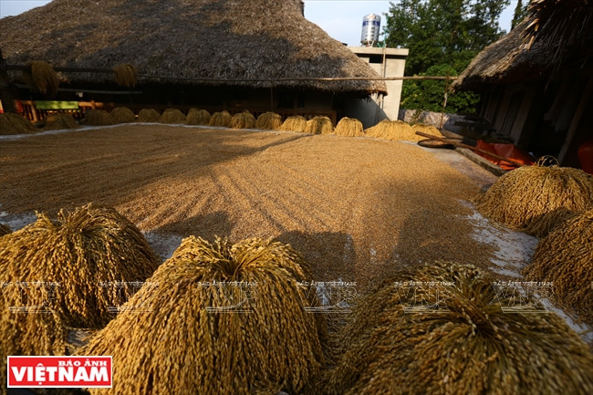 河江市的草屋村——国内外游客的有趣旅游点 ảnh 14 河江市的草屋村——国内外游客的有趣旅游点 ảnh 14