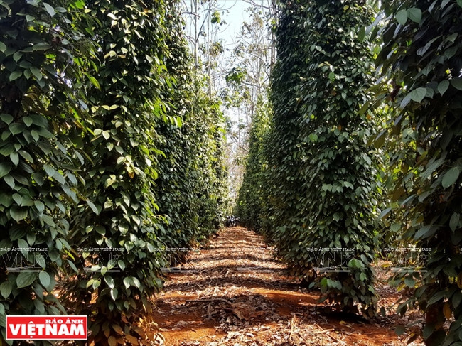 西原——越南农业商品生产大基地 ảnh 1