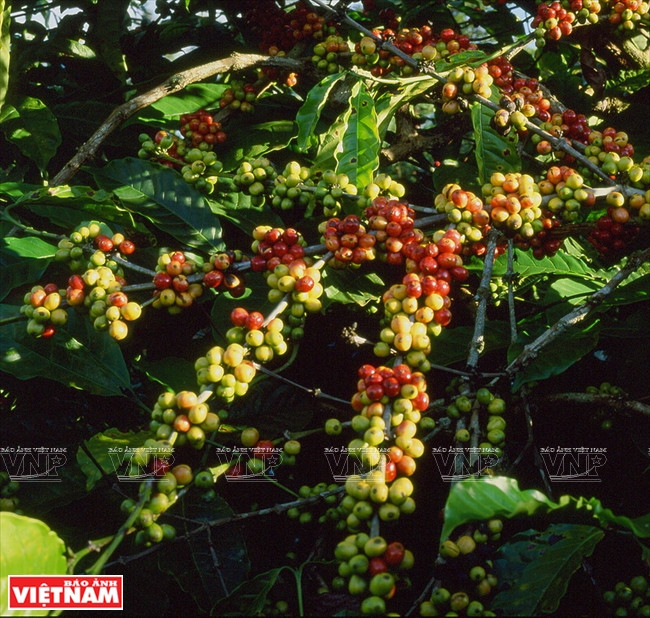 西原——越南农业商品生产大基地 ảnh 2