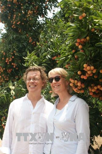 越南清河荔枝质量受瑞典驻越大使的好评 ảnh 1