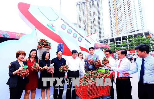 2018年河内-北江陆岸荔枝周正式开幕 ảnh 1 2018年河内-北江陆岸荔枝周正式开幕 ảnh 1