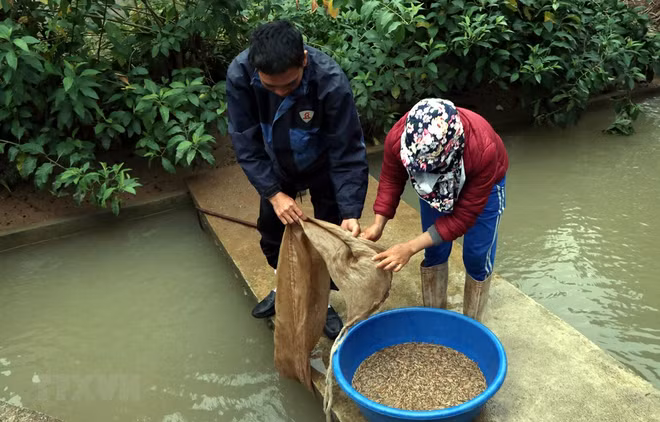 海阳省迎来沙蚕收获旺季 ảnh 1 海阳省迎来沙蚕收获旺季 ảnh 1