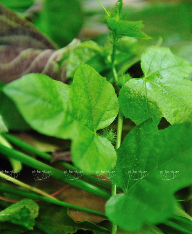 昆嵩绿叶凉拌 ảnh 5