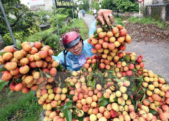 政府总理同意在老街省金城国际口岸延长荔枝产品通关时间 ảnh 1 政府总理同意在老街省金城国际口岸延长荔枝产品通关时间 ảnh 1