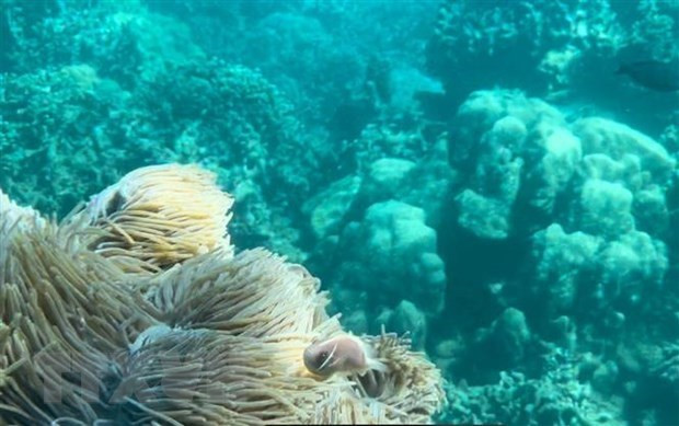 庆和省芽庄湾部分海域拟暂停潜水旅游活动 ảnh 1 庆和省芽庄湾部分海域拟暂停潜水旅游活动 ảnh 1