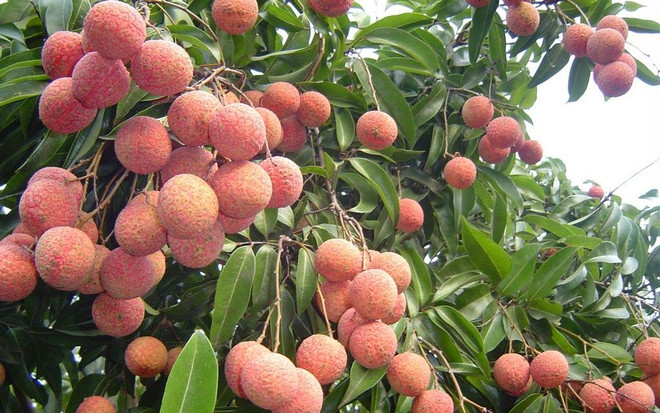 兴安省鸡蛋型荔枝进入采摘期并卖出高价 ảnh 1 兴安省鸡蛋型荔枝进入采摘期并卖出高价 ảnh 1
