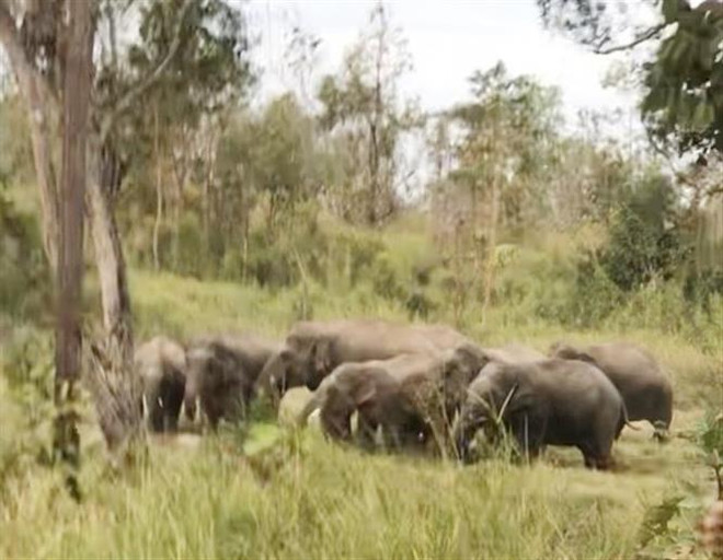 得乐省拟给野象带上GPS跟踪项圈 ảnh 2 得乐省拟给野象带上GPS跟踪项圈 ảnh 2