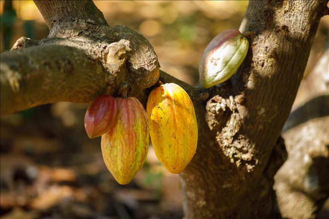 可可豆经济 农旅两手抓 ảnh 1 可可豆经济 农旅两手抓 ảnh 1