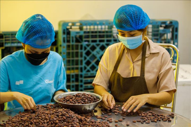 可可豆经济 农旅两手抓 ảnh 2 可可豆经济 农旅两手抓 ảnh 2