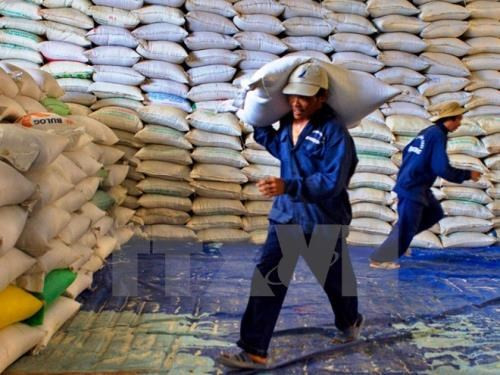 今年上半年越南大米出口有所回升 ảnh 1 今年上半年越南大米出口有所回升 ảnh 1