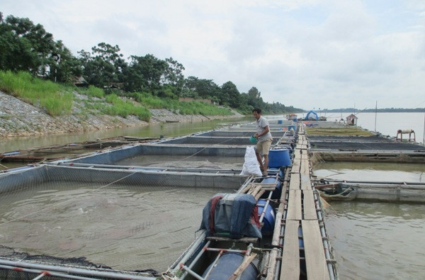富寿省朝着商品生产方向推动水产养殖业发展 ảnh 1